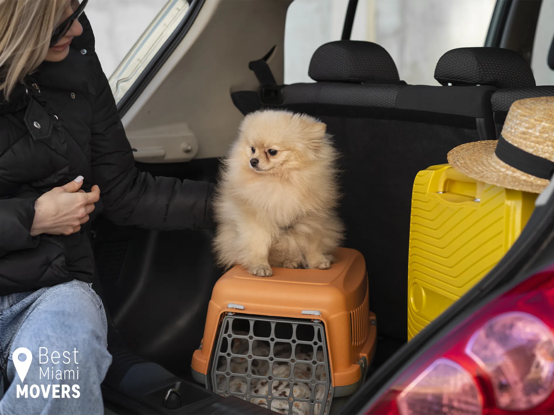 Best Miami Movers Customers Pet Friendly Services Dog Comfort Moving