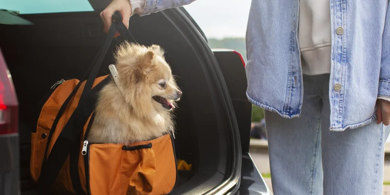Best Miami Movers Pet Friendly Services Dog Comfort Moving