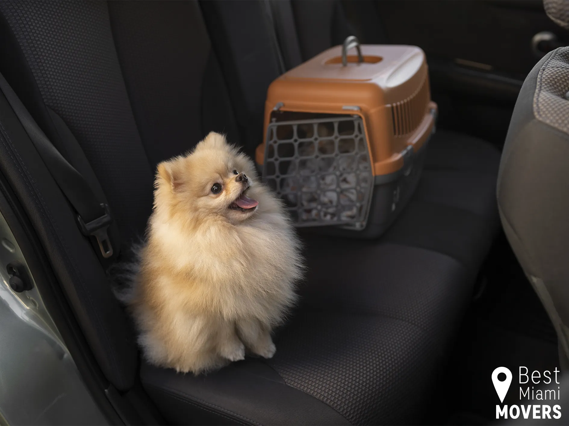 Best Miami Movers Stress-Free Moving With Pet Friendly Services Dog
